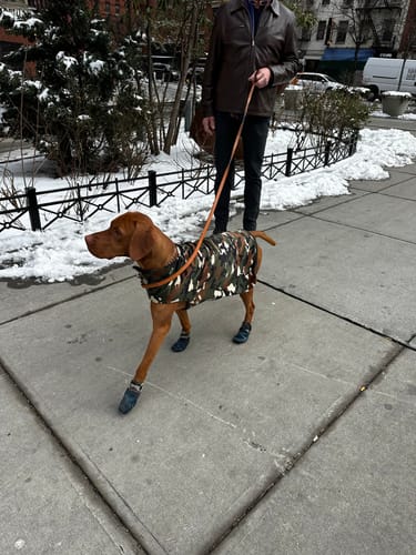 Customer photo review of All Weather Dog Booties - Doccasins - 1 pair