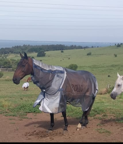 Customer photo review of LE Defender Anti-Insect Rug