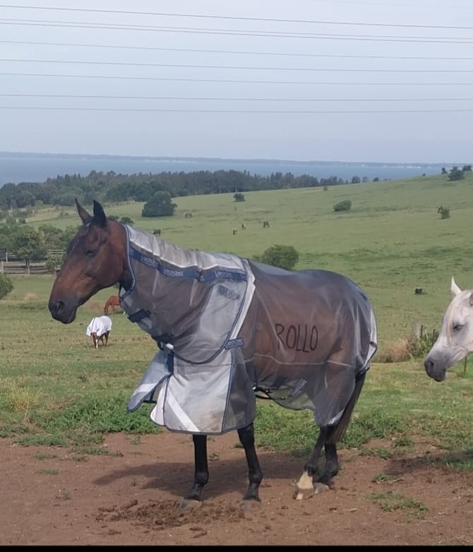 Customer photo review of LE Defender Anti-Insect Fly Rug