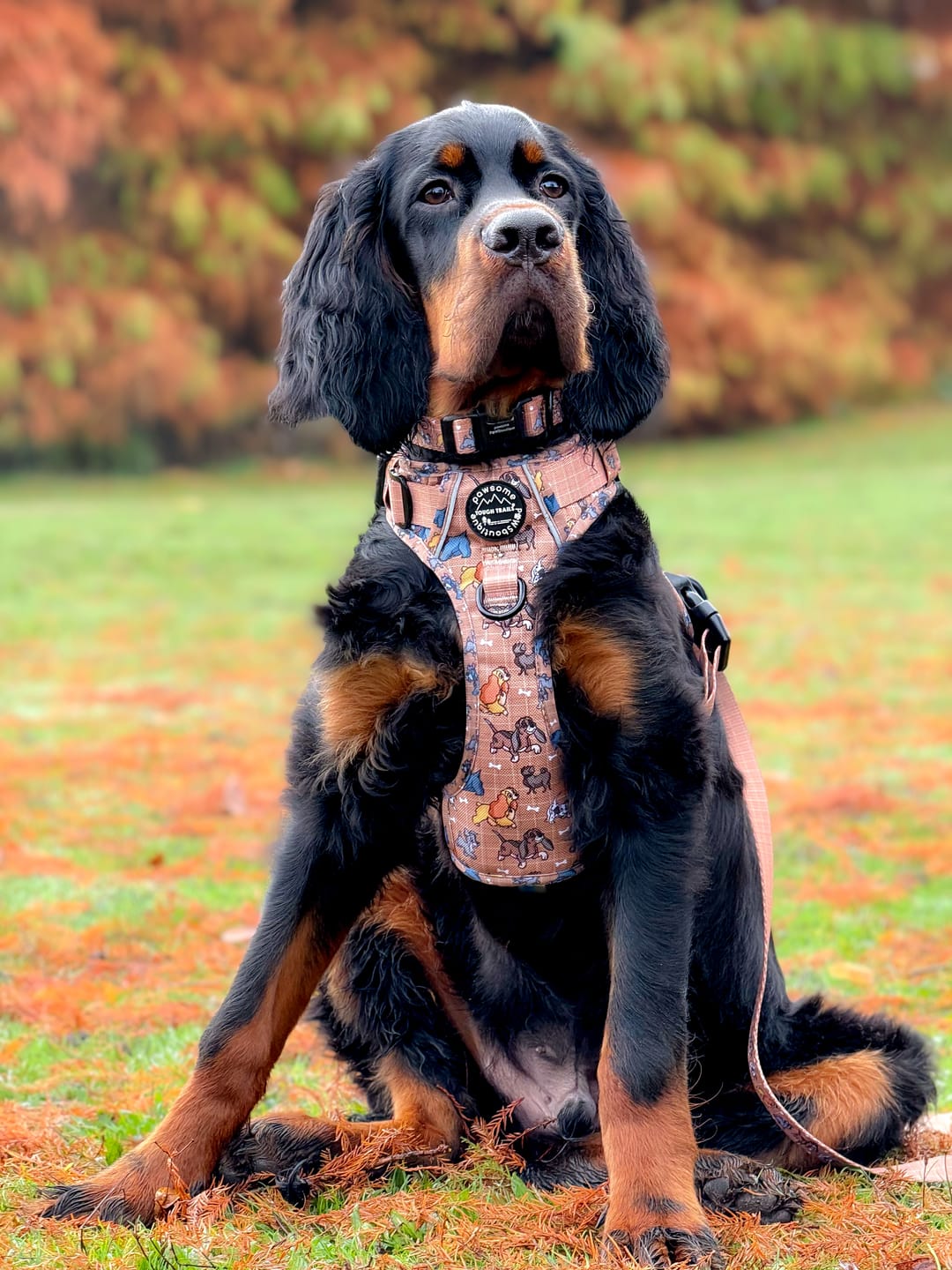 Customer photo review of Disney© Tough Trails™ Harness - Disney Dogs