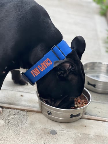 Customer photo review of Blue Bully Proof Collar