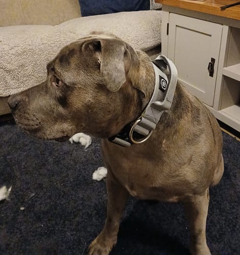 Customer photo review of 5cm Combat® Collar | With Handle & Secure Clip - Metal Grey