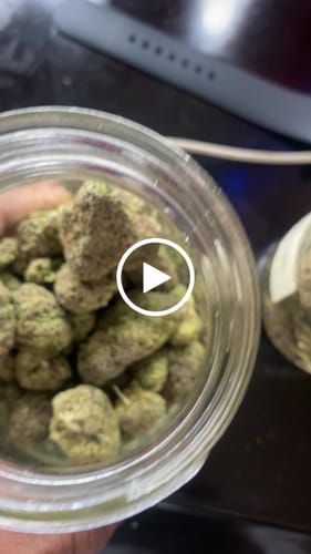 Customer video review of AK-47 Greenhouse THCA Small Buds