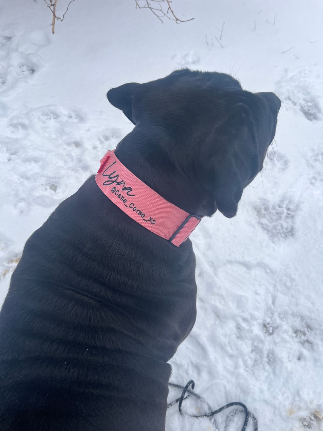 Customer photo review of 2" Tactik Dog Collar - Rose