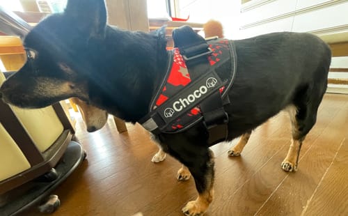 Customer photo review of FunFunPet 高機能ハーネス（お名前タグ作成サービス付き）