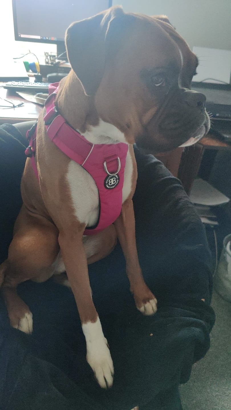 Customer photo review of Air Harness | Anti-Pull & With Handle - Carminerose