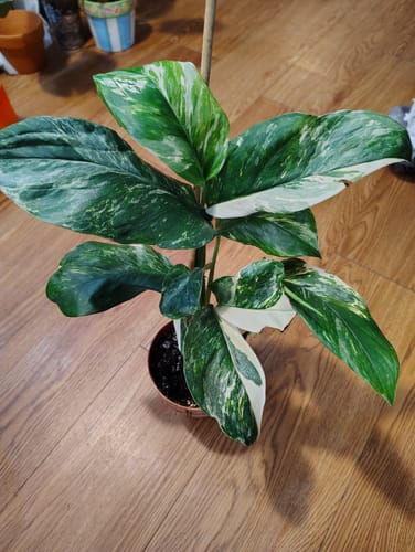 Customer photo review of Variegated Monstera Lechleriana