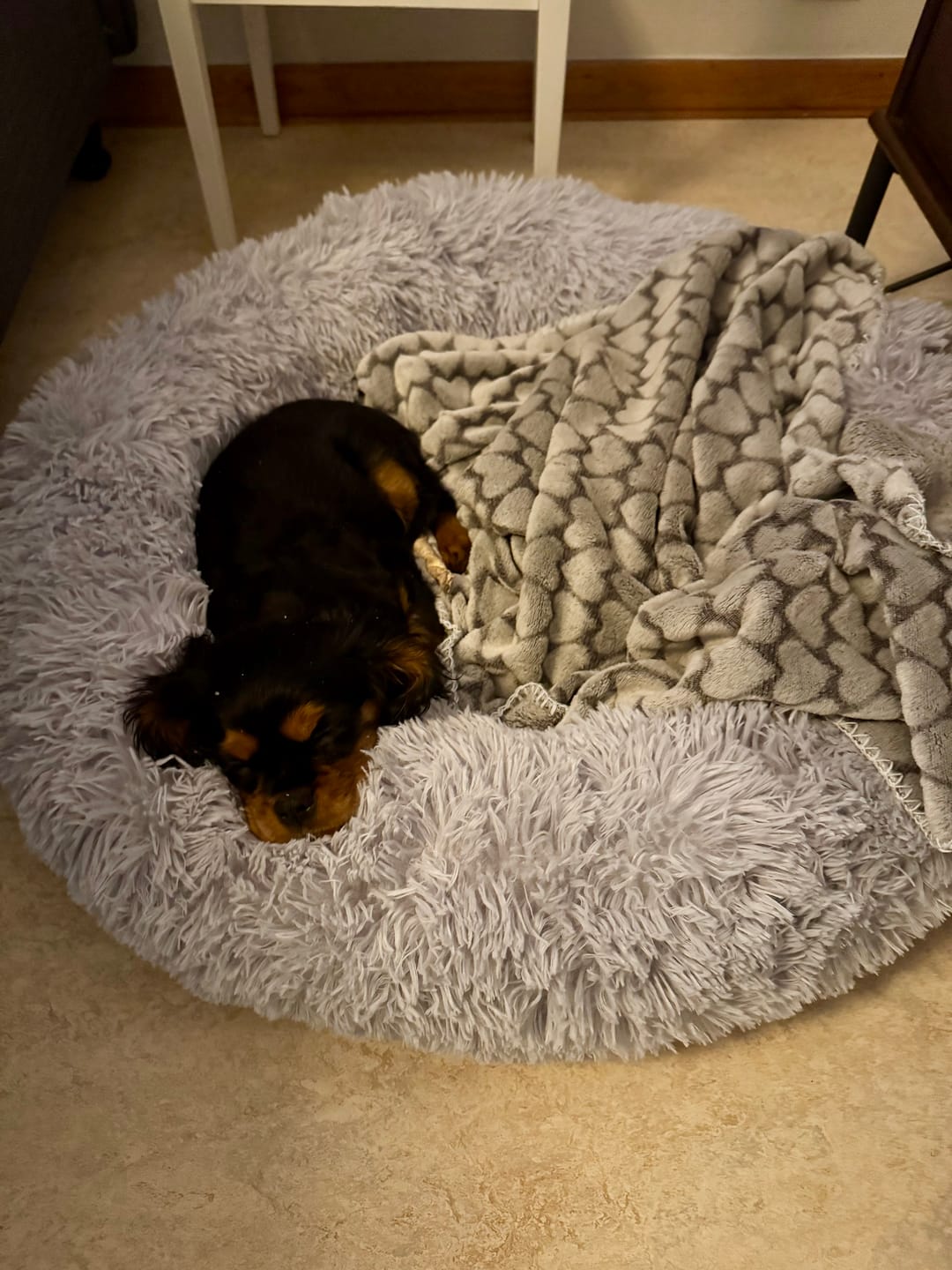 Customer photo review of CalmBed - Pälsfritt Överdrag