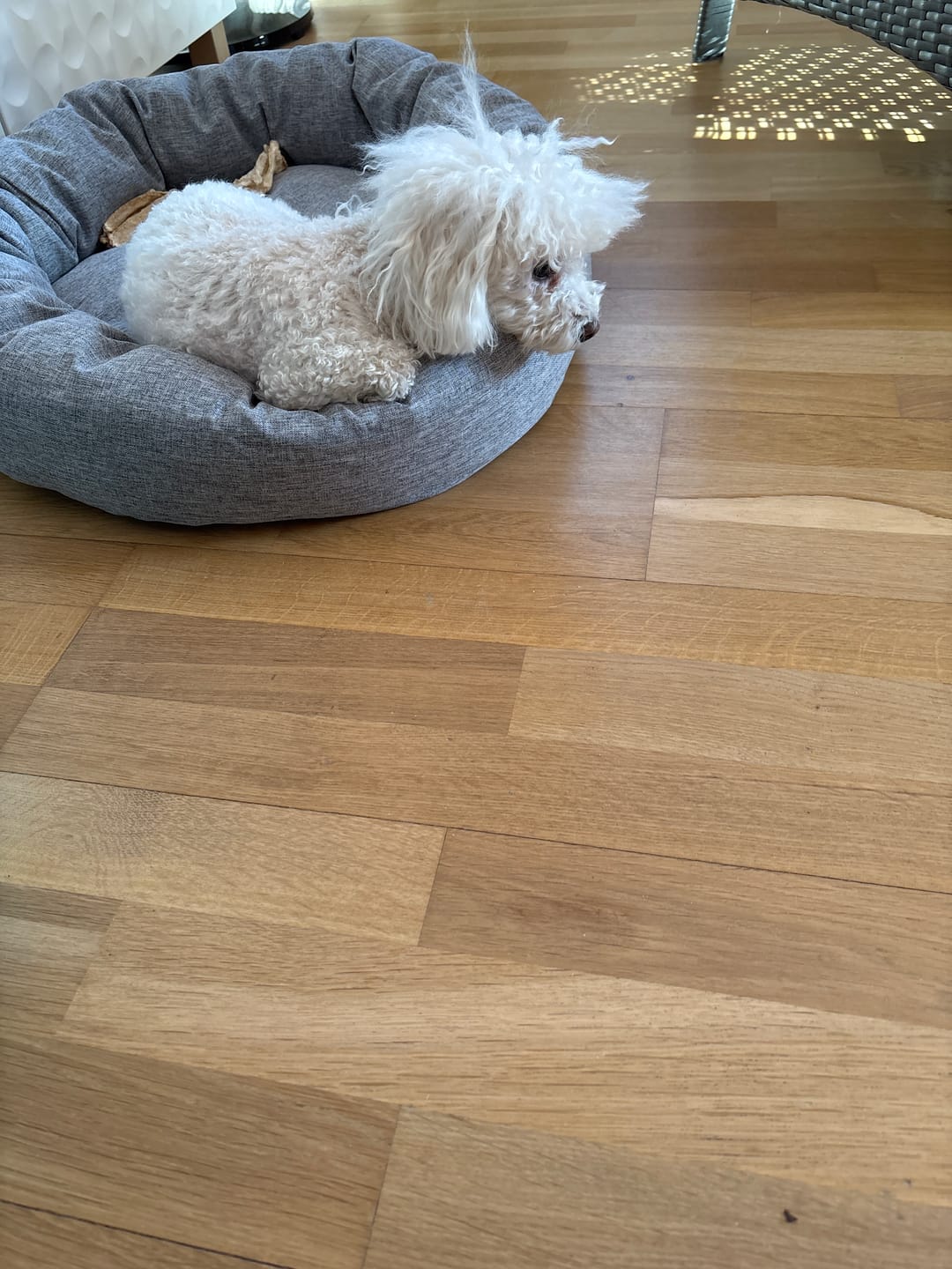 Customer photo review of CalmBed - Pälsfritt Överdrag