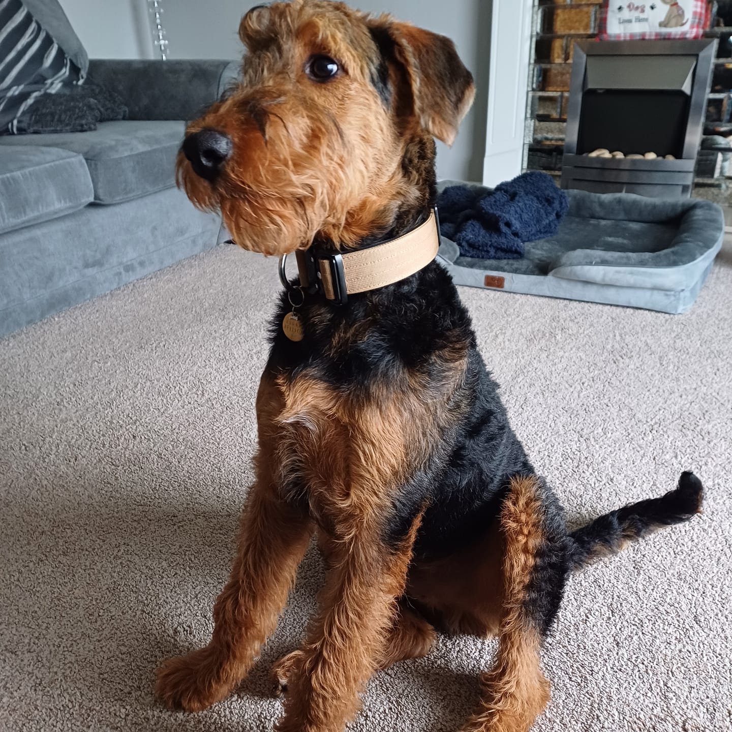 Customer photo review of 4cm Combat® Collar | Rated Clip - NO HANDLE - Tan