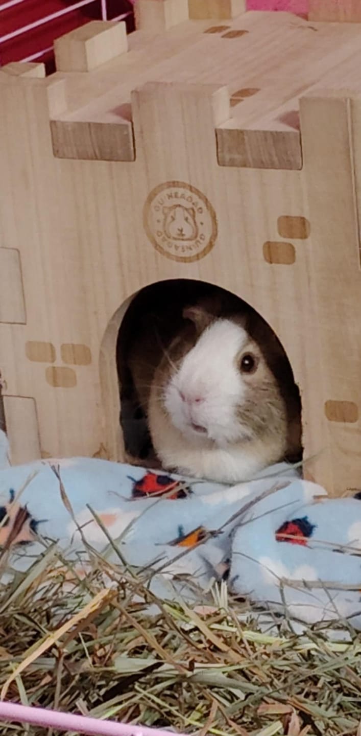 Customer photo review of Guinea Pig Wooden Castle Hidey