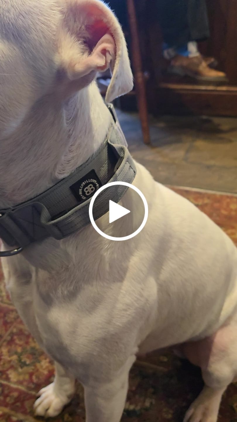 Customer video review of 5cm Combat® Collar | With Handle & Secure Clip - Metal Grey