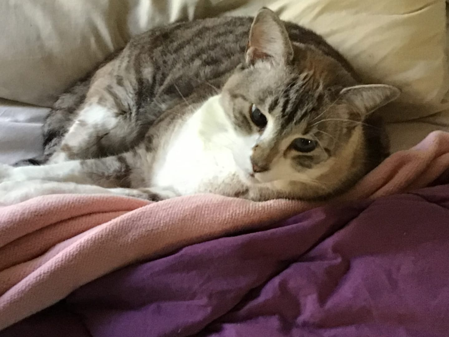Customer photo review of Cat Broad Spectrum De-Wormer Remedy