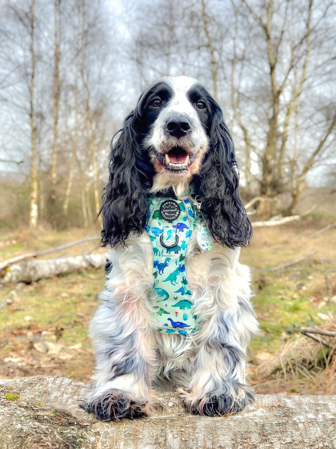 Customer photo review of Tough Trails™ Harness - Dinky Dino