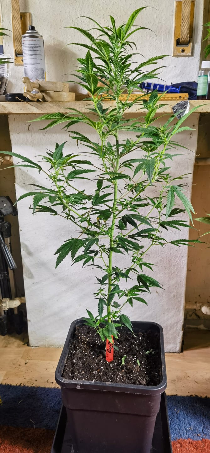 Customer photo review of Hanfstecklinge | Gorilla Zkittlez