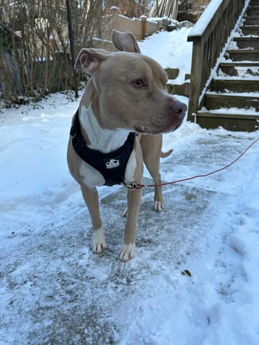 Customer photo review of No Pull Bully Proof Harness