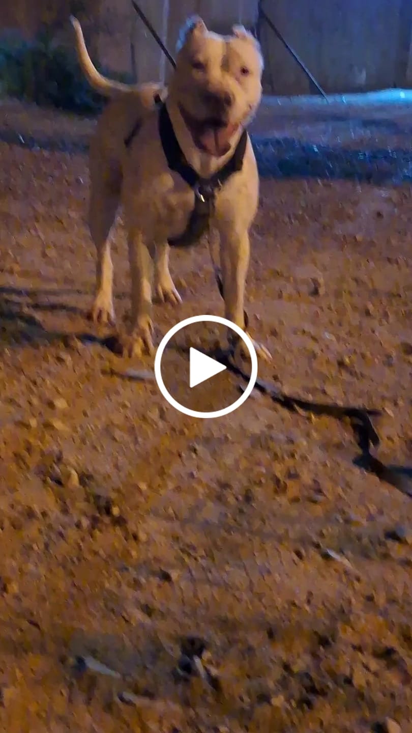 Customer video review of Arnés Strap para Perros- Street Dogs - Black