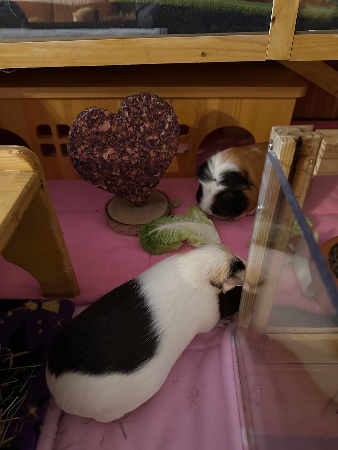 Customer photo review of Carrot Hay