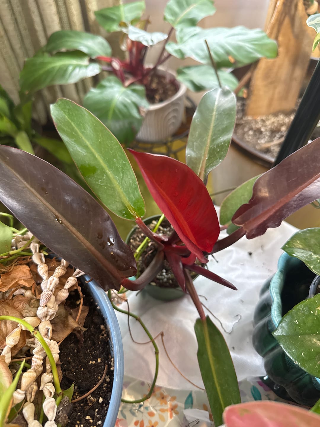 Customer photo review of Philodendron 'Sun Red'