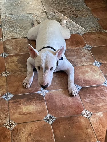 Customer photo review of Dolly® Personalized Crochet Doll with Photo Card