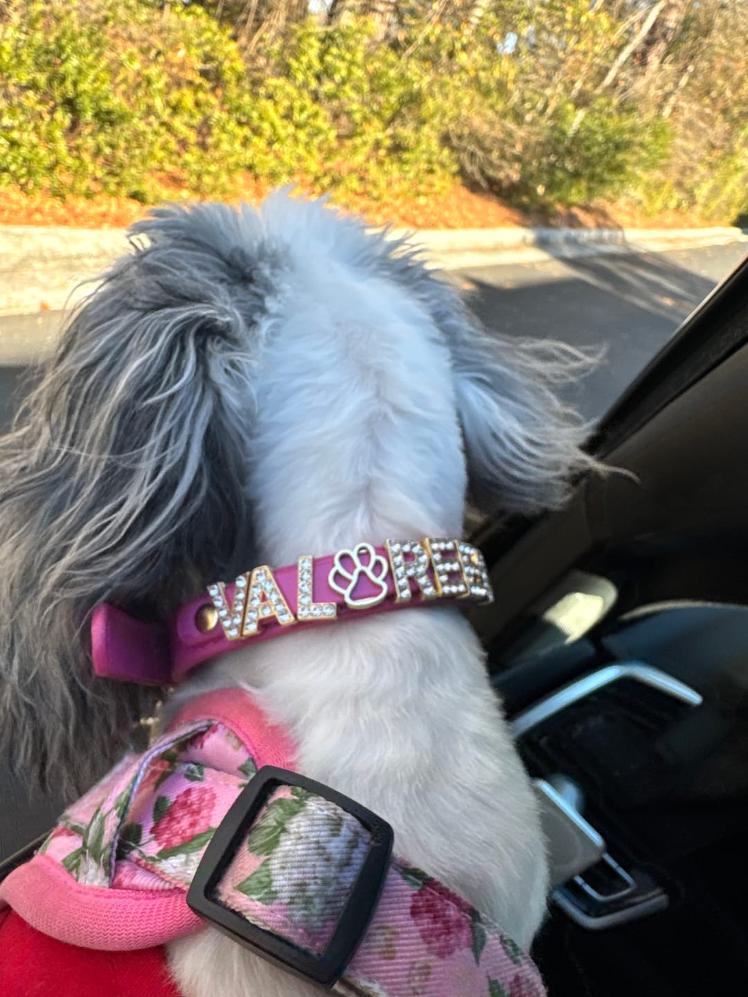 Customer photo review of CUSTOM DOG COLLARS WITH STUDDED JEWELRY