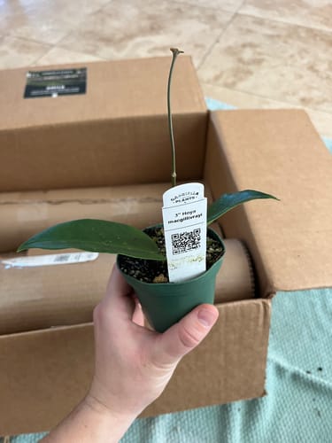 Customer photo review of Hoya macgillivrayi