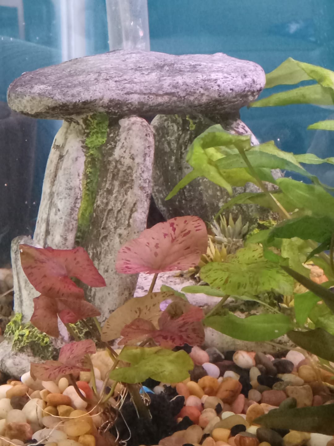 Customer photo review of Red Tiger Lotus "Nymphaea lotus Red" BULB