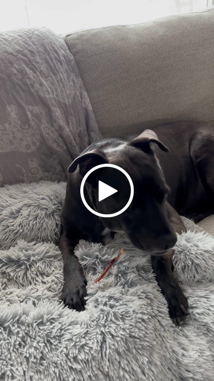 Customer video review of Mini Pork Bullys For Dogs of All Sizes