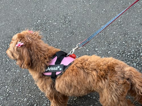 Customer photo review of FunFunPet 高機能ハーネス（お名前タグ作成サービス付き）