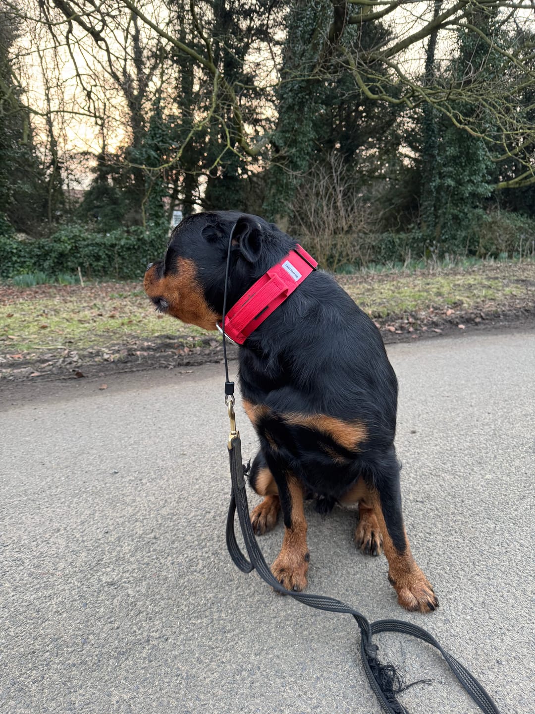 Customer photo review of 5cm Combat® Collar | With Handle & Secure Clip - Red