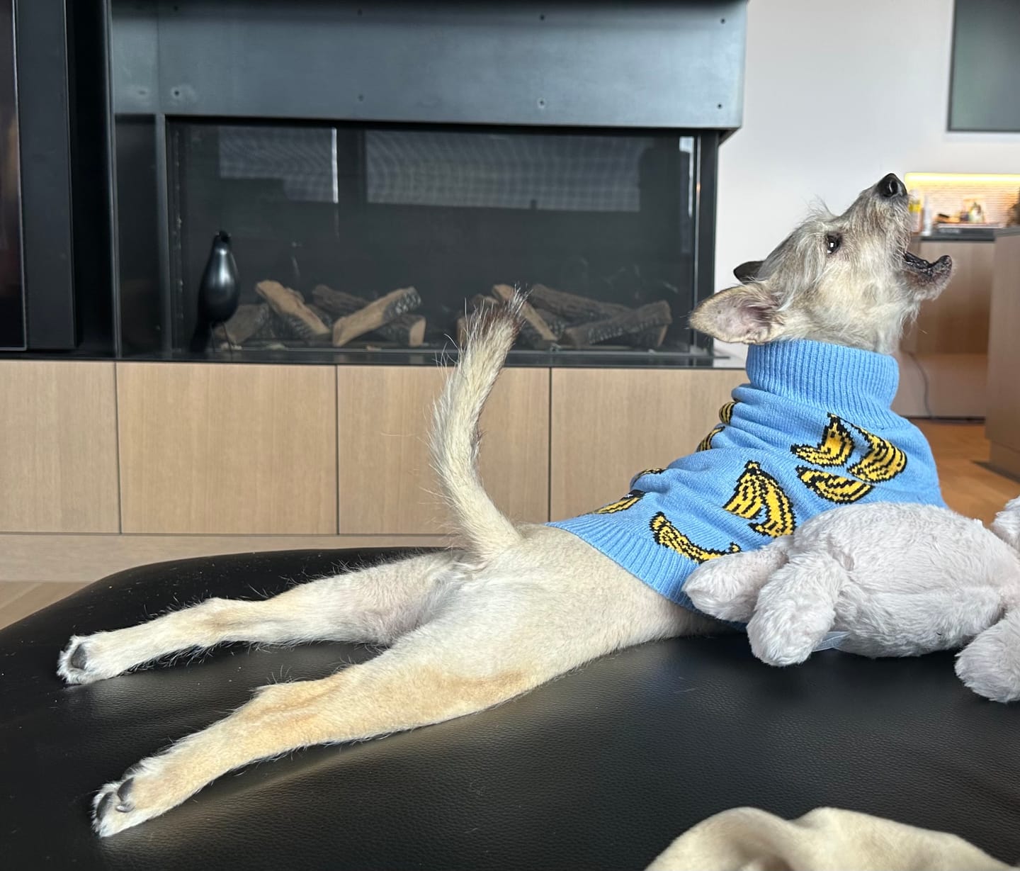 Customer photo review of Banana Knit Dog Sweater