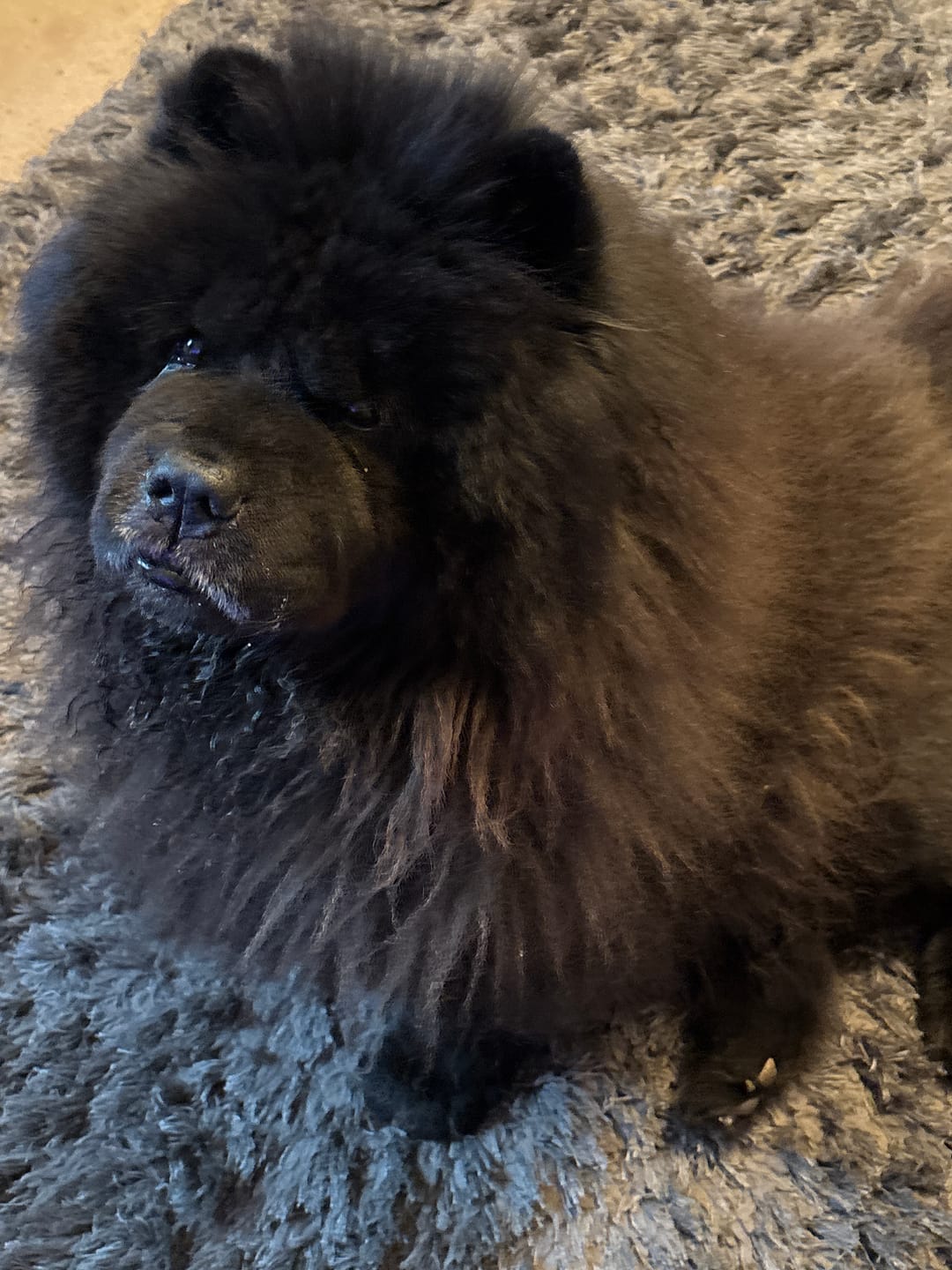 Customer photo review of Green Lipped Mussel Powder For Dogs
