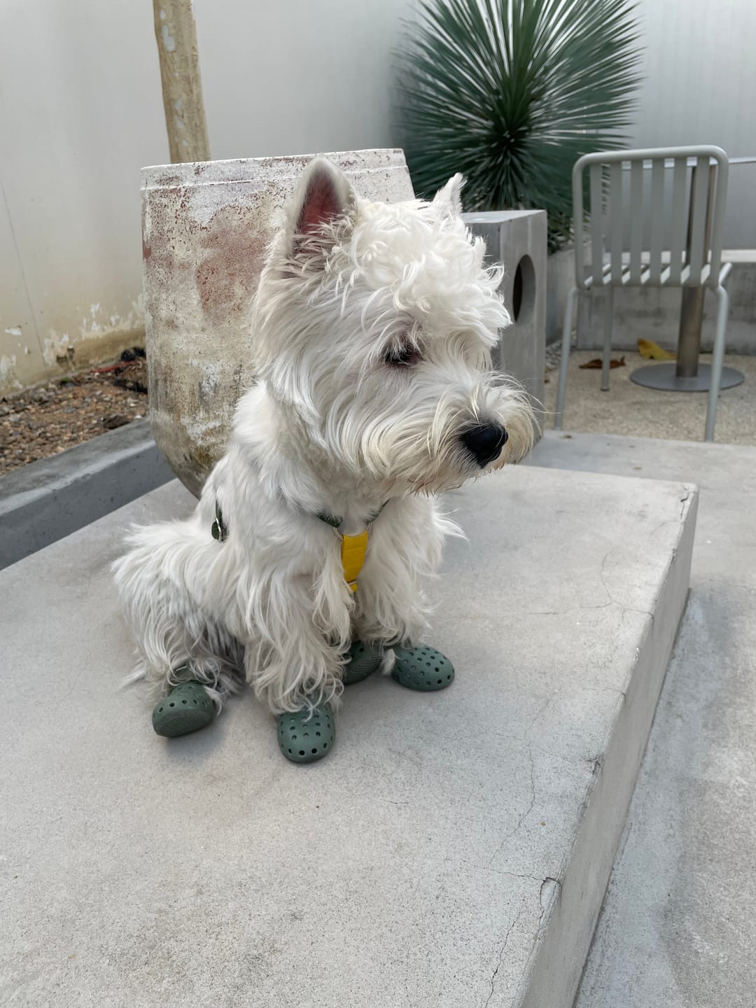 Customer photo review of WagWellies® Mojave