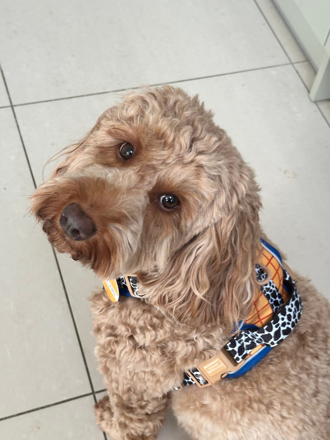 Customer photo review of Disney© Tough Trails™ Harness - Woody
