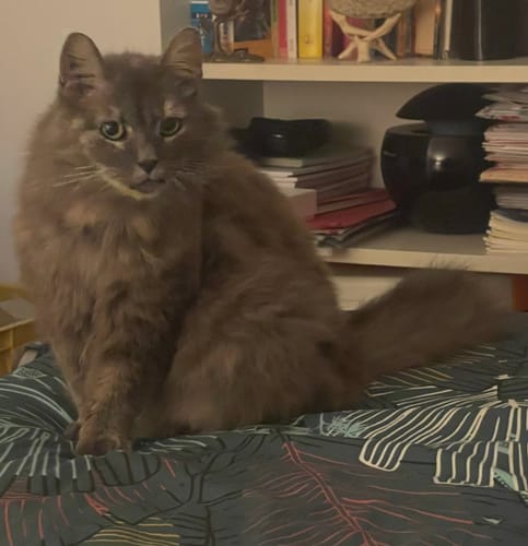Avis photo d'un client sur Croquettes Chat Stérilisé Sans Céréales - Poulet