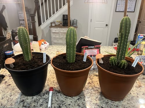 Customer photo review of Trichocereus Hybrid Variety Packs | Cactus Collector Variety Packs