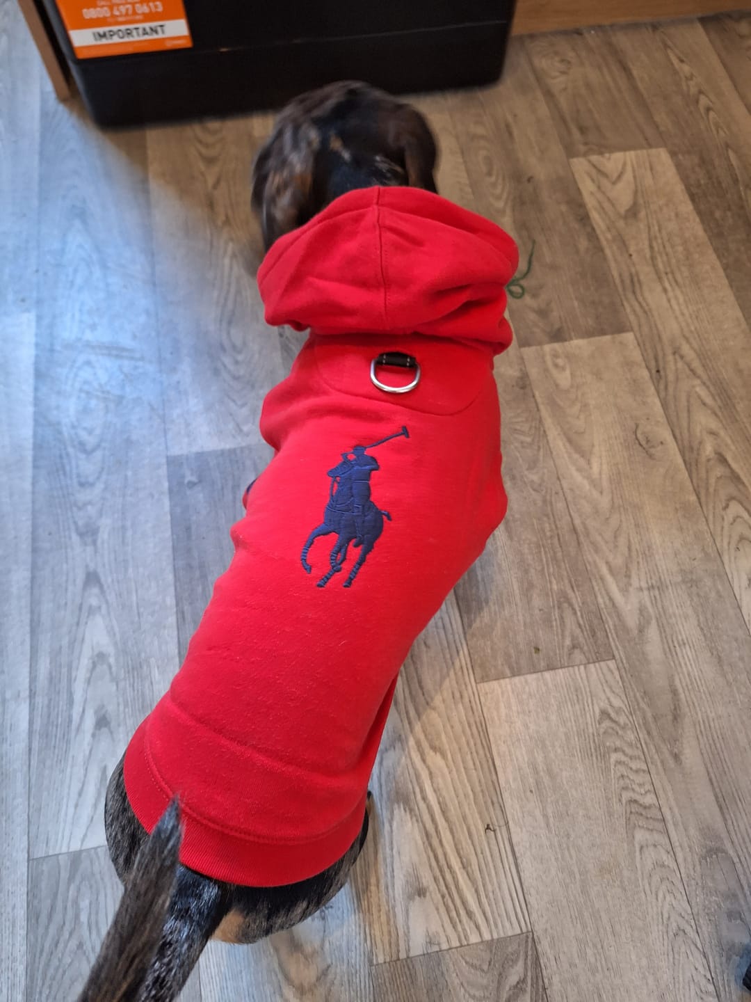 Customer photo review of Polo Ralph Lauren Big-Pony Fleece Dog Hoodie