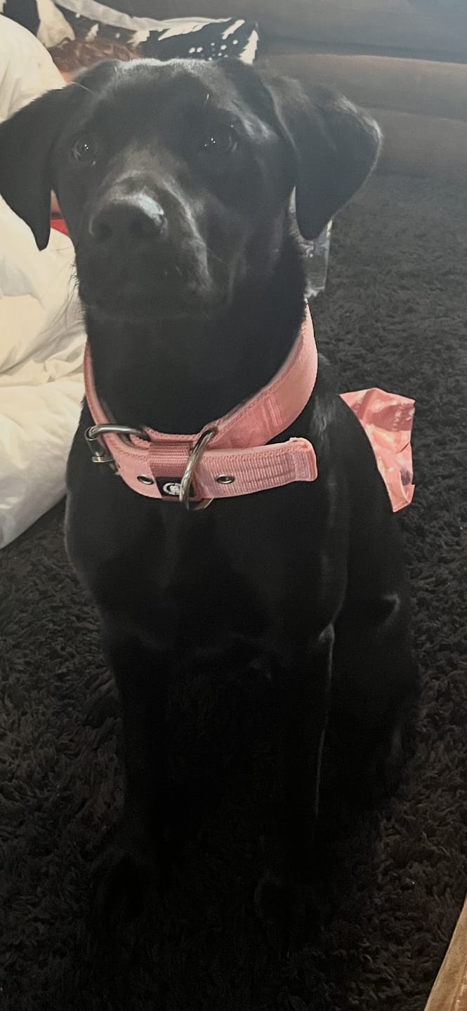 Customer photo review of 5cm Pin Buckle Collar | NO Handle - Pink