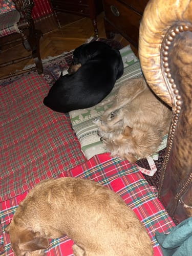 Customer photo review of Trapuntina Arrotolabile Cotone Scozzese Blu