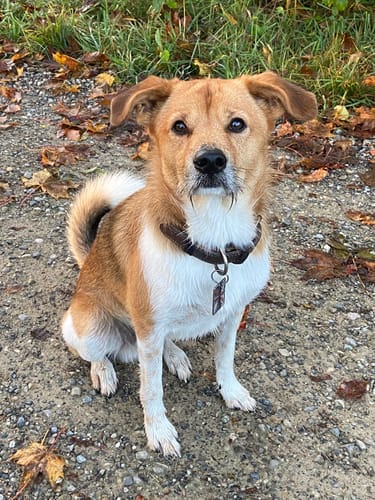 Customer photo review of Gimme More! mit Huhn