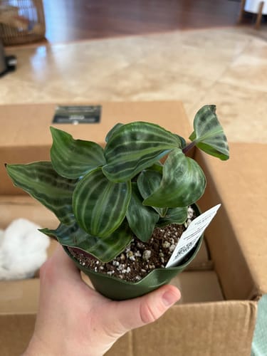 Customer photo review of Geogenanthus poeppigii