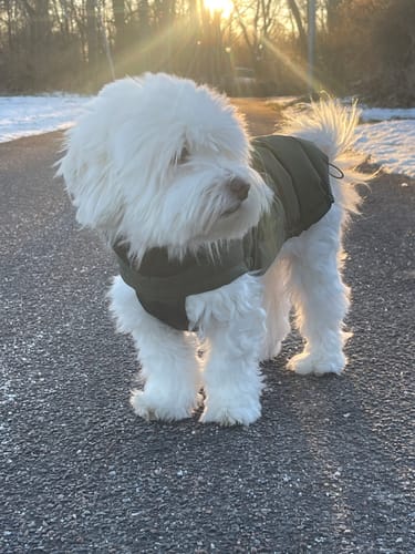 Customer photo review of Cloud7 - Hundefrakke Alaska, gravhund, Olive