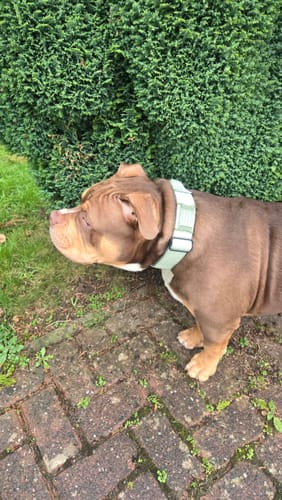 Customer photo review of Dog ID Attachment Tag (8 Colour Choices)