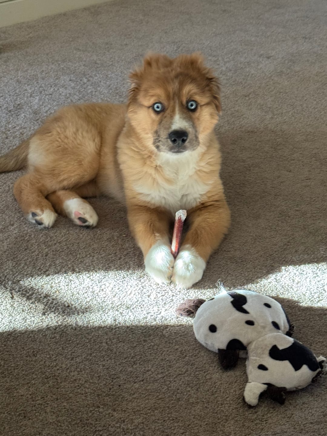 Customer photo review of Regular Bully Sticks