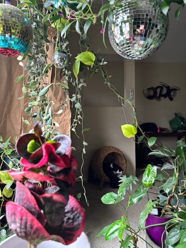 Customer photo review of Codiaeum variegatum 'Rose'