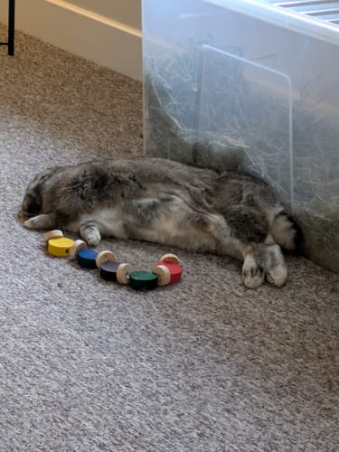 Customer photo review of Timothy Hay Box 'Coarse Cut'