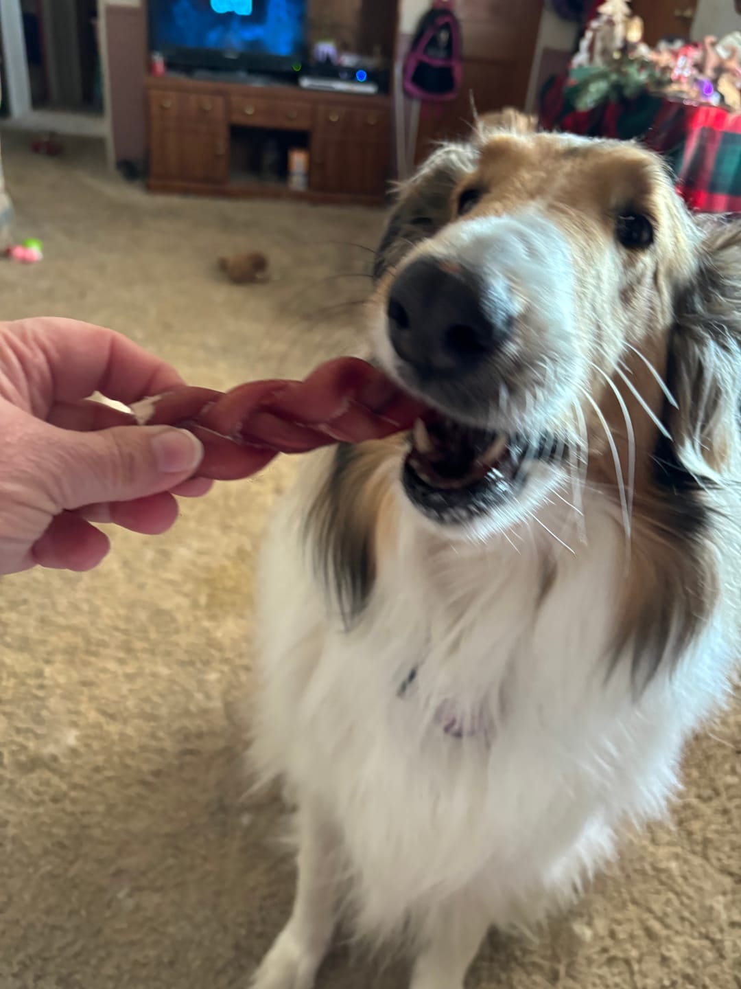 Customer photo review of 6 Inch Standard Braided Bully Stick