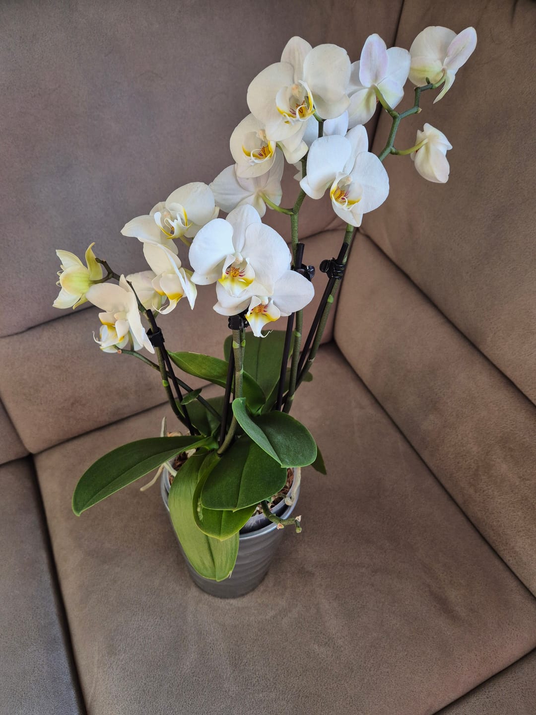 Customer photo review of Große Two of Us Weiß mit weißen Blüten und 5 Rispen