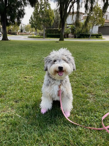 Customer photo review of WagWellies® by wagwear