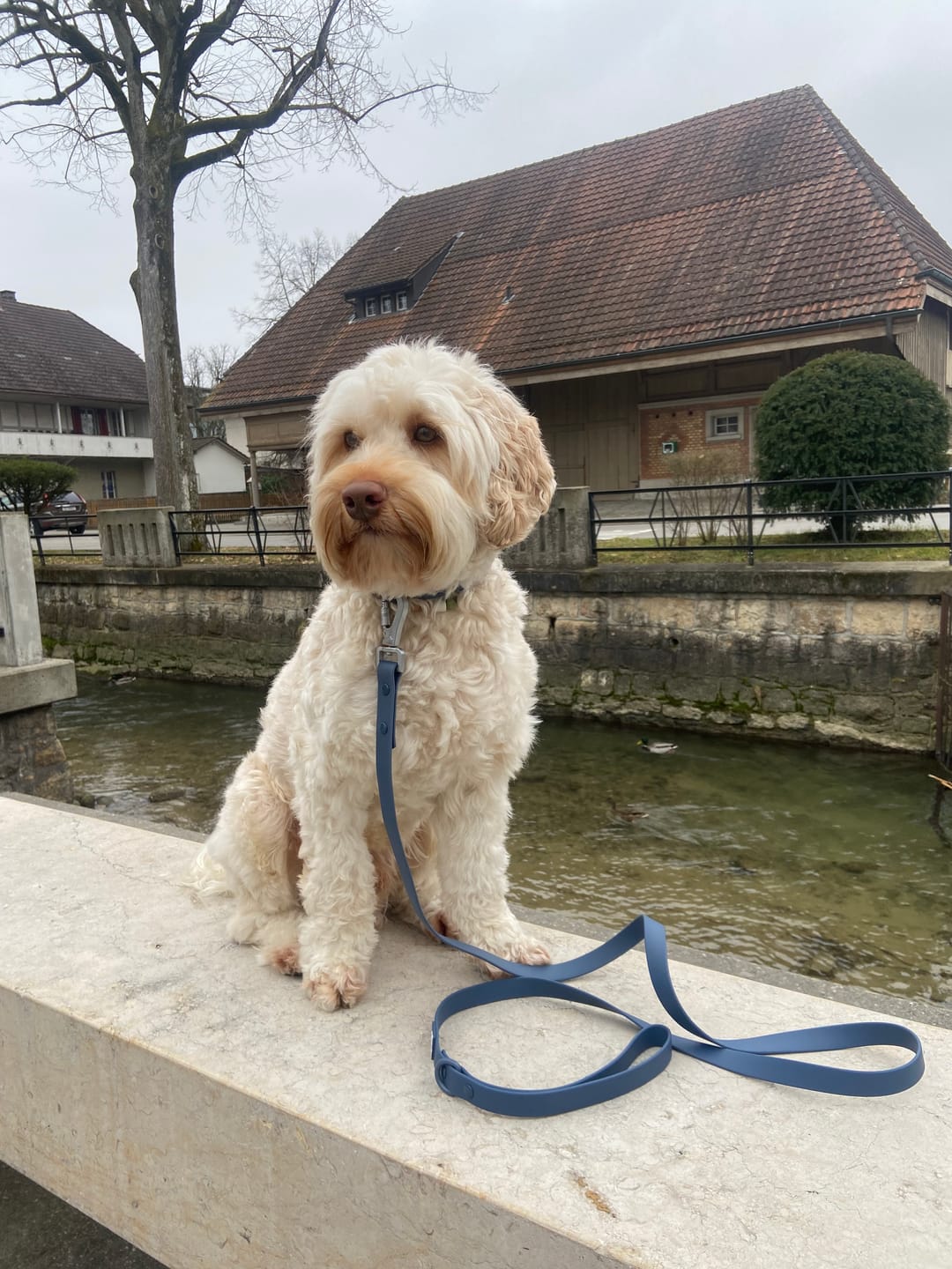 Customer photo review of Solace Waterproof Leash